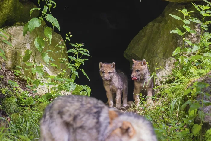 Framed Print : Gray wolf pups (Canis lupus lupus) stand in their den
