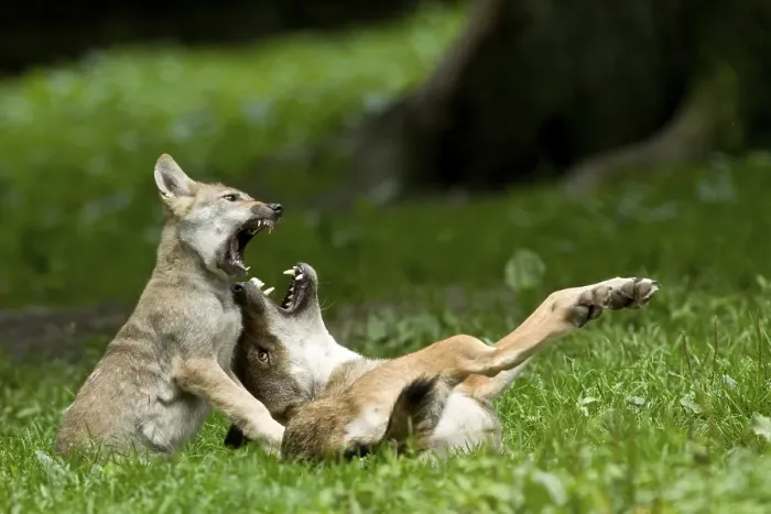 Framed Print : Gray Wolves (Canis lupus), adult playing with young animal Framed Print : Gray Wolves (Canis lupus), adult playing with young animal