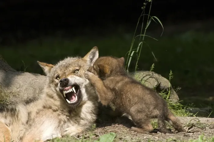 Framed Print : Gray Wolves (Canis lupus), adult and young animals Framed Print : Gray Wolves (Canis lupus), adult and young animals