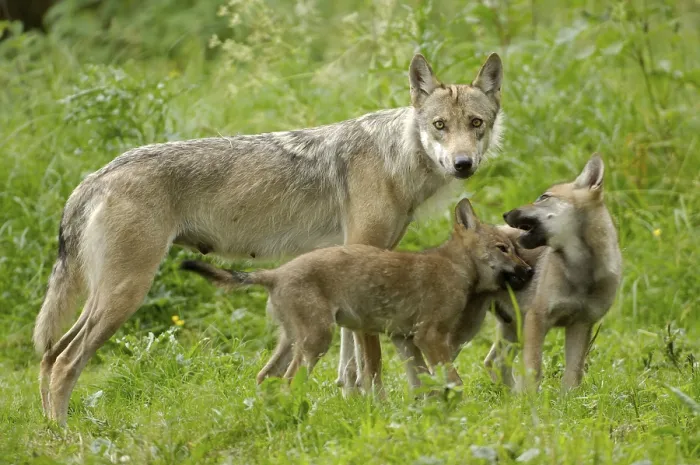 Framed Print : Gray wolves (Canis lupus), female with young
