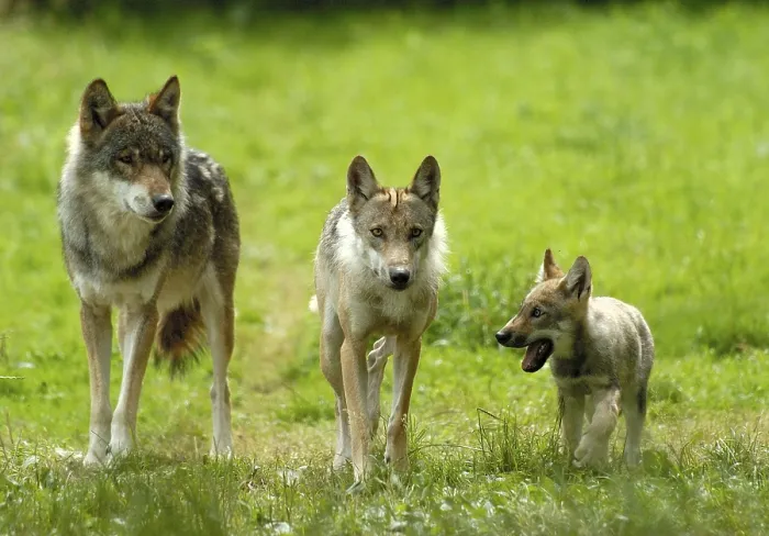 Framed Print : Gray wolves (Canis lupus), pair with young