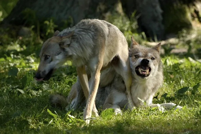 Framed Print : Gray wolves (Canis lupus), threatening gesture