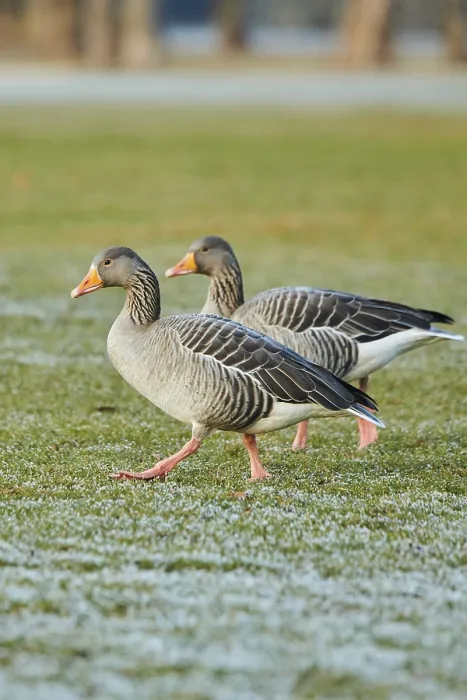 Framed Print : Graylag goose (Anser anser) on a meadow