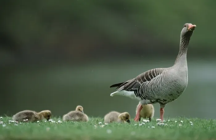 Framed Print : Graylag Goose with goslings, Hesse