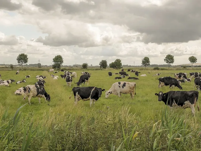 Framed Print : Grazing cows on green pasture under a slightly cloudy sky with flying birds