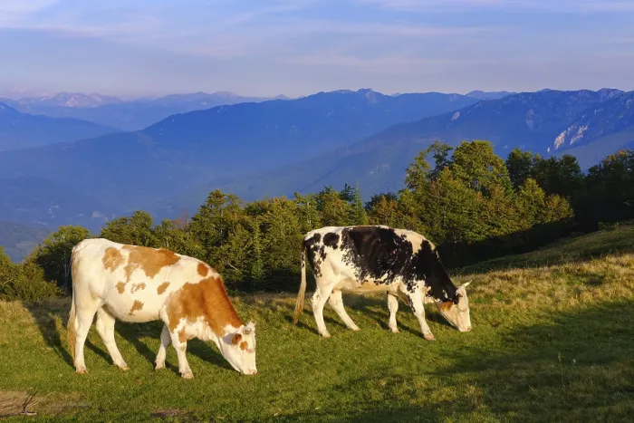 Framed Print : Grazing cows, Komovi Mountains