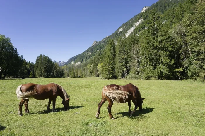 Framed Print : Grazing horses in the Graswang valley