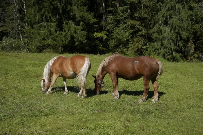 Framed Print : Grazing horses in the Graswang valley