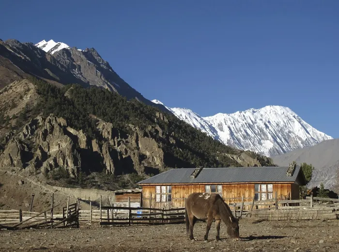 Framed Print : Grazing Mule In Manang, Tilicho Peak