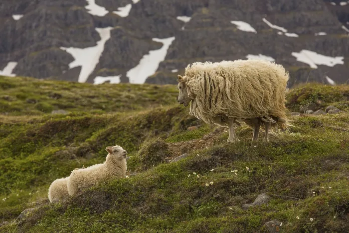Framed Print : Grazing sheep in fresh green grass