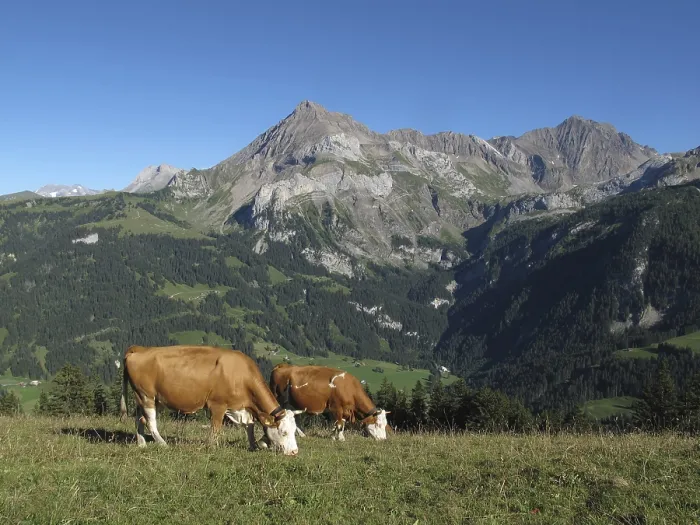 Framed Print : Grazing Simmental Cows in Gsteig near Gstaad and mountains Framed Print : Grazing Simmental Cows in Gsteig near Gstaad and mountains