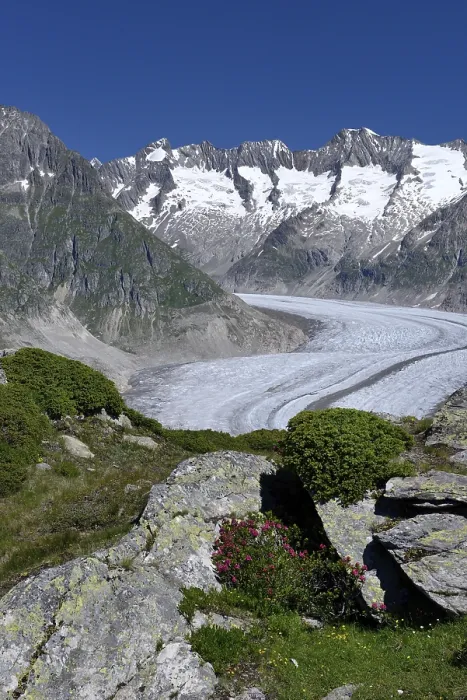 Framed Print : Great Aletsch Glacier, Rusty-leaved alpenrose (Rhododendron hirsutum)