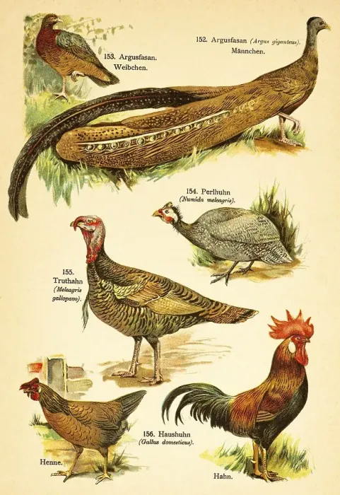 Framed Print : Great argus (Argusianus argus) Framed Print : Great argus (Argusianus argus)
