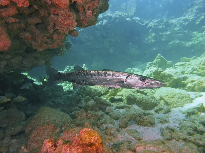 Framed Print : Great barracuda (Sphyraena barracuda)