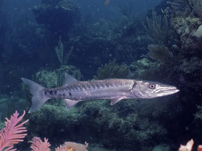 Framed Print : Great barracuda (Sphyraena barracuda) Framed Print : Great barracuda (Sphyraena barracuda)