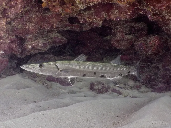 Framed Print : Great barracuda (Sphyraena barracuda)