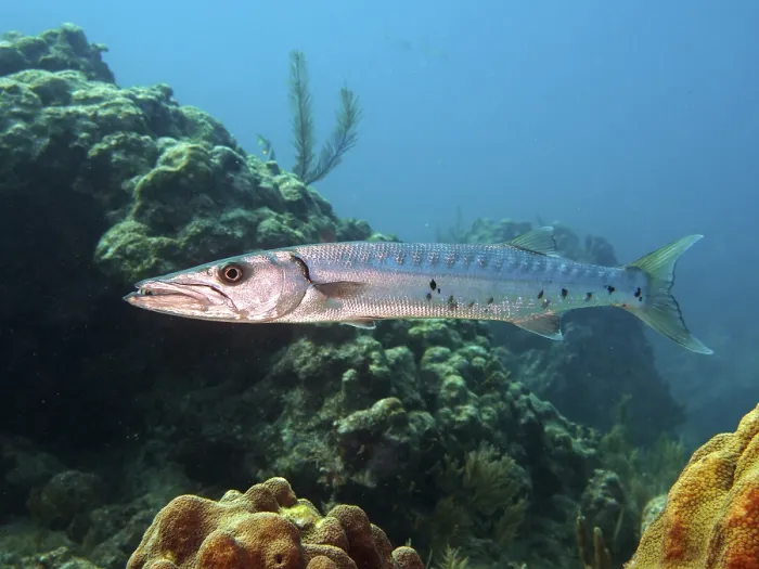 Framed Print : Great barracuda (Sphyraena barracuda) Framed Print : Great barracuda (Sphyraena barracuda)