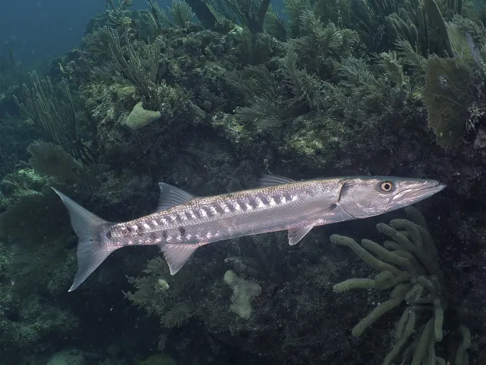 Framed Print : Great Barracuda (Sphyraena barracuda)