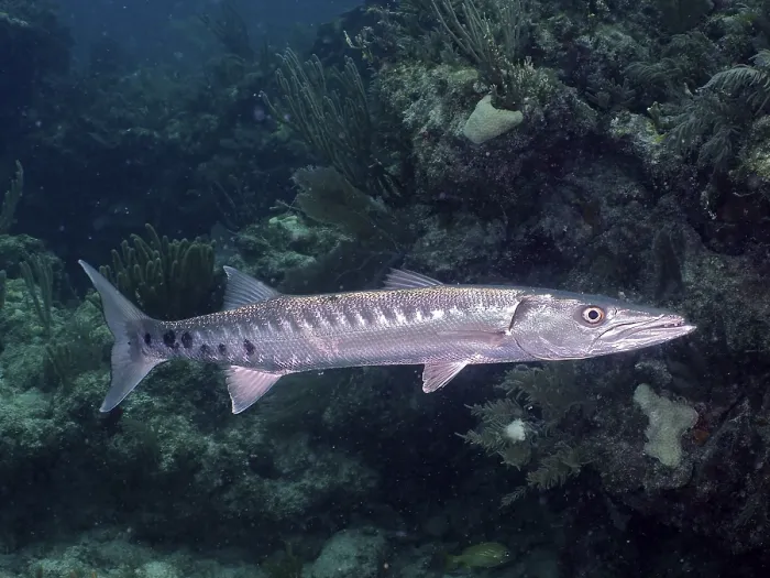 Framed Print : Great barracuda (Sphyraena barracuda)
