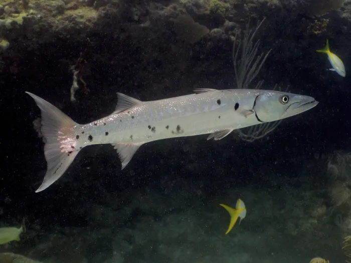 Framed Print : Great barracuda (Sphyraena barracuda) Framed Print : Great barracuda (Sphyraena barracuda)