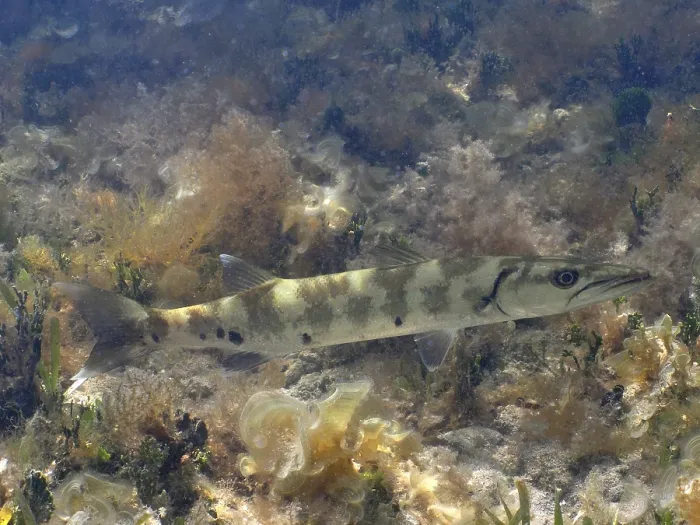Framed Print : Great Barracuda (Sphyraena barracuda) Framed Print : Great Barracuda (Sphyraena barracuda)