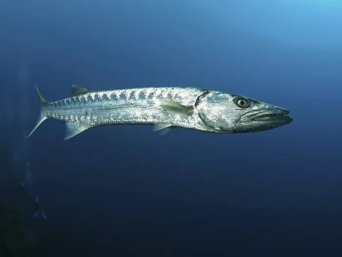 Framed Print : Great barracuda (Sphyraena barracuda) Framed Print : Great barracuda (Sphyraena barracuda)