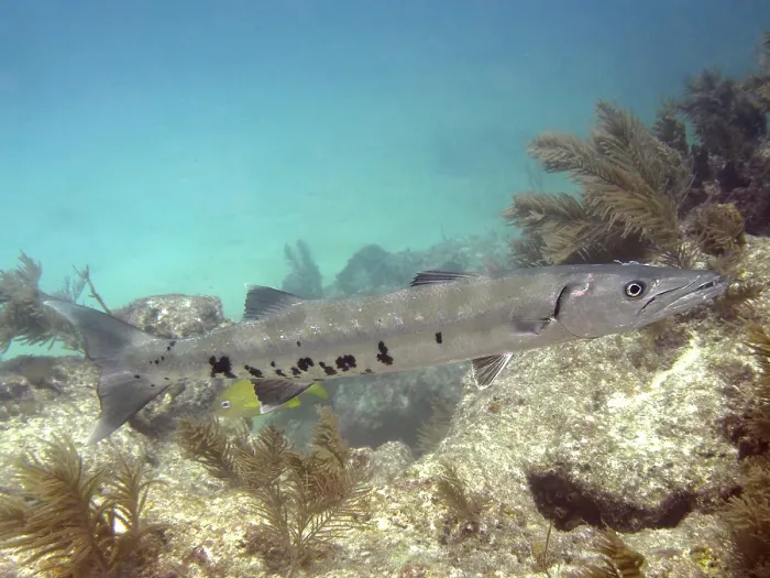 Framed Print : A Great barracuda (Sphyraena barracuda) swims in clear turquoise water above a reef