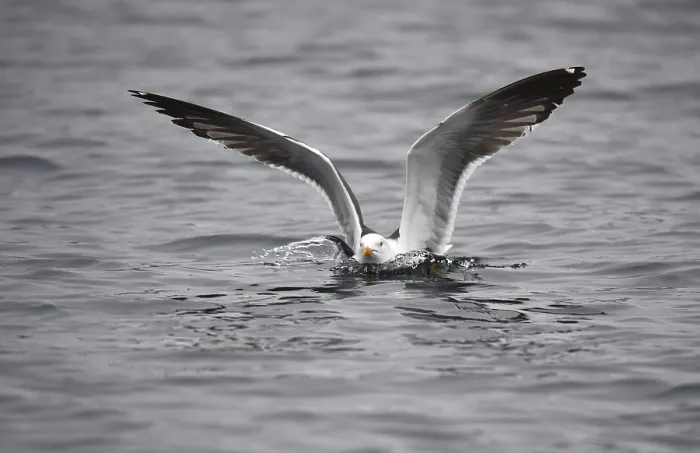 Framed Print : Great black-backed gull (Larus marinus) in the water Framed Print : Great black-backed gull (Larus marinus) in the water