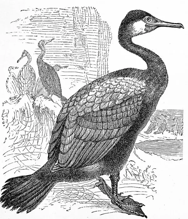 Framed Print : Great black cormorant, (Phalacrocorax carbo)