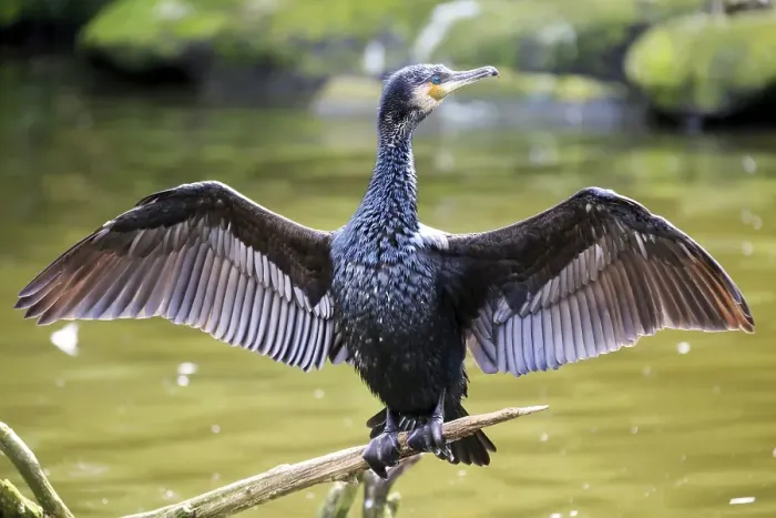 Framed Print : Great black cormorant (Phalacrocorax carbo) with wings outstretched