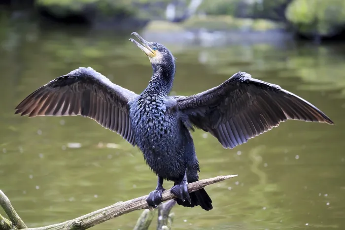 Framed Print : Great black cormorant (Phalacrocorax carbo) with wings outstretched Framed Print : Great black cormorant (Phalacrocorax carbo) with wings outstretched