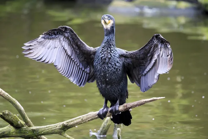 Framed Print : Great black Great cormorant (Phalacrocorax carbo)