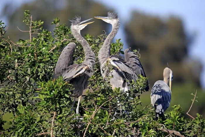 Framed Print : Great Blue Heron (Ardea herodias)