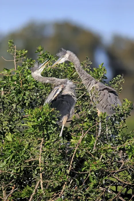Framed Print : Great Blue Heron (Ardea herodias) Framed Print : Great Blue Heron (Ardea herodias)