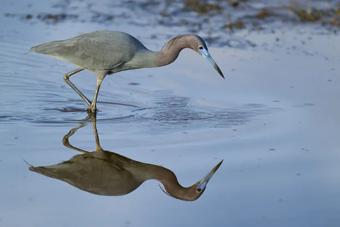 Framed Print : Great Blue Heron (Egretta caerulea) Framed Print : Great Blue Heron (Egretta caerulea)