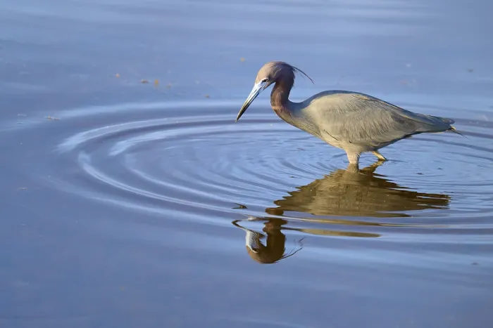 Framed Print : Great Blue Heron (Egretta caerulea)