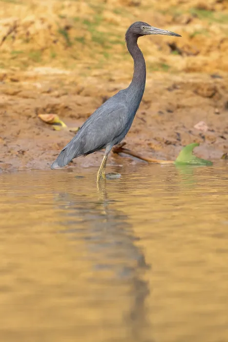 Framed Print : Great Blue Heron (Egretta caerulea)