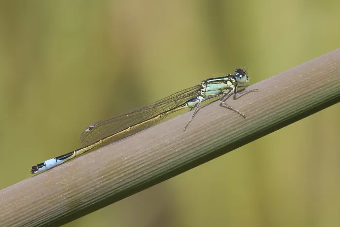 Framed Print : Great Blue-Tailed Damselfly (Ischnura elegans) Framed Print : Great Blue-Tailed Damselfly (Ischnura elegans)