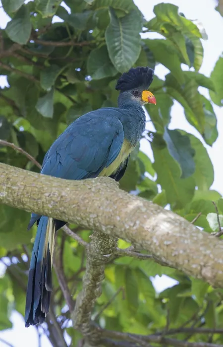 Framed Print : Great Blue Turaco (Corythaeola cristata) Framed Print : Great Blue Turaco (Corythaeola cristata)