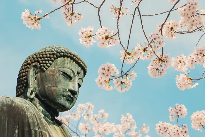 Framed Print : The Great Buddha bronze statue with cherry blossom at Kotoku-in temple in Kamakura
