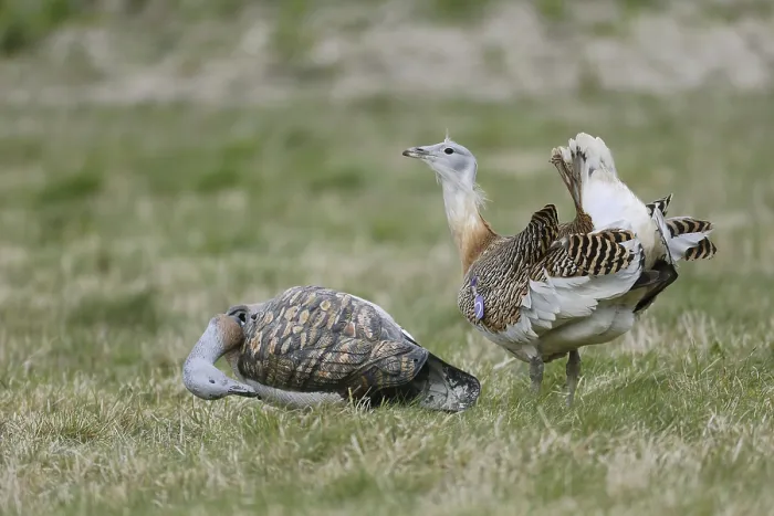 Framed Print : Great bustard (Otis tarda), adult male