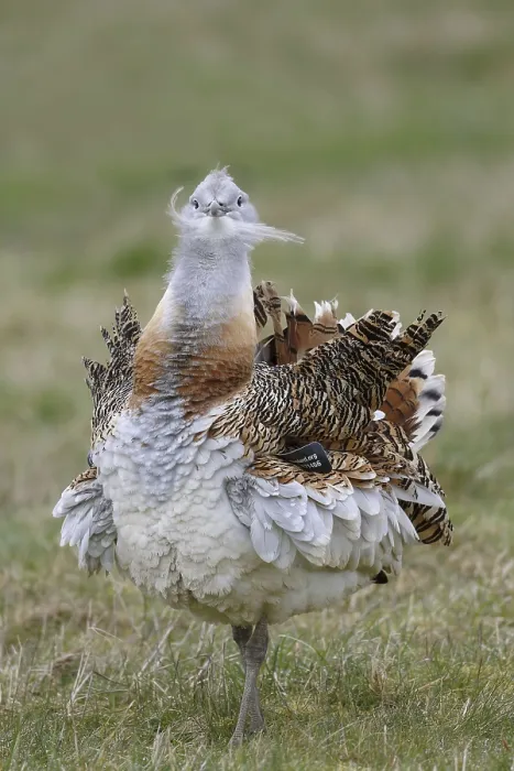 Framed Print : Great bustard (Otis tarda), adult male