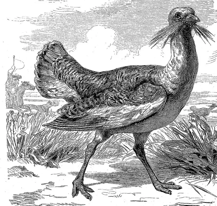 Framed Print : Great bustard (Otis tarda), is a bird from the bustard family