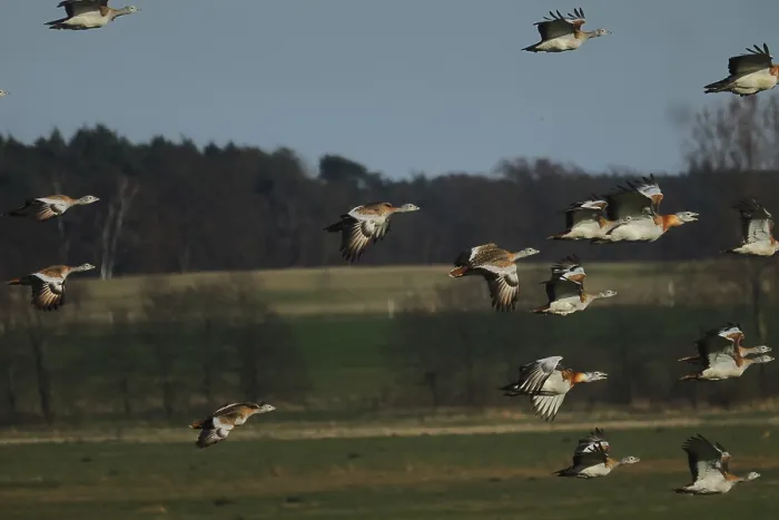 Framed Print : Great Bustard, Otis Tarda, in flight, Brandenburg Framed Print : Great Bustard, Otis Tarda, in flight, Brandenburg