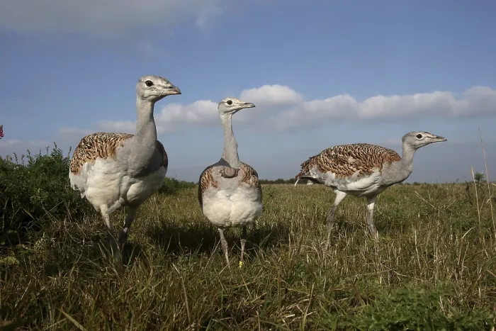 Framed Print : Great bustard (Otis tarda), group of birds one with transmitter Framed Print : Great bustard (Otis tarda), group of birds one with transmitter