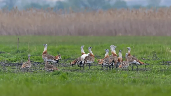 Framed Print : Great Bustard (Otis tarda) groups courtship display
