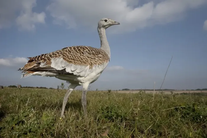 Framed Print : Great bustard (Otis tarda), Wiltshire