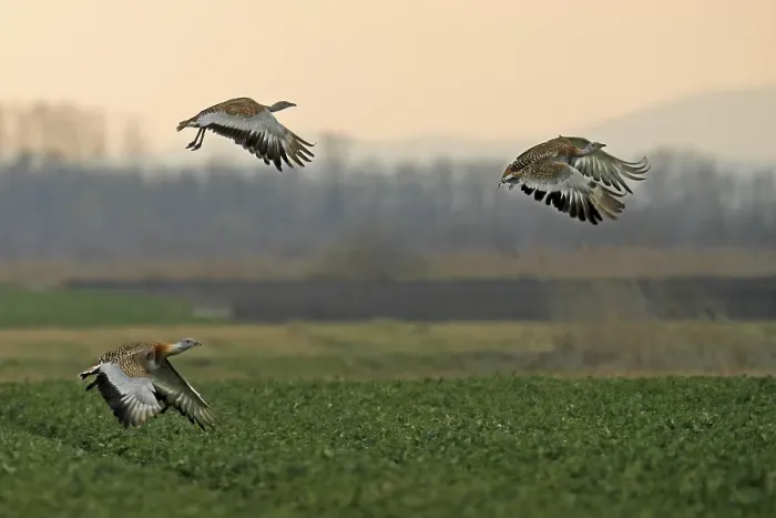Framed Print : Great bustards (Otis tarda) flying above a field Framed Print : Great bustards (Otis tarda) flying above a field