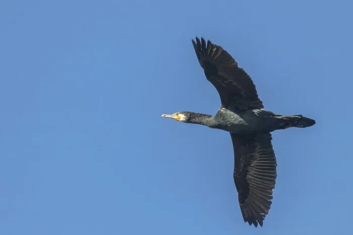 Framed Print : Great Cormorant in flight (Phalacrocorax carbo) Framed Print : Great Cormorant in flight (Phalacrocorax carbo)