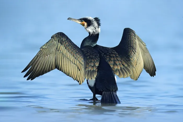 Framed Print : Great Cormorant, Phalacrocorax carbo